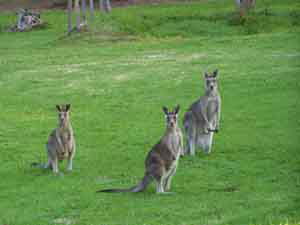 Sunway Farm B And B And Tours - Accommodation Sunshine Coast 1