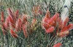 Wartook Gardens - Accommodation Sunshine Coast 2