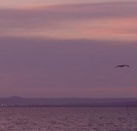 Pelican Sands Bed and Breakfast - Accommodation Sunshine Coast