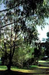 Mallacootas Shady Gully Caravan Park - Accommodation Sunshine Coast 0