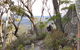 Mallacoota Hotel Motel - thumb 3