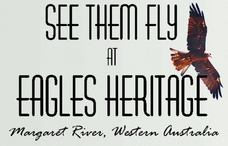 Eagles Heritage Raptor Wildlife Centre - Accommodation Sunshine Coast 0