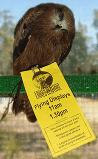 Eagles Heritage Raptor Wildlife Centre - Accommodation Sunshine Coast 1