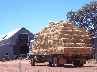 Avondale Discovery Farm - Accommodation Sunshine Coast 1