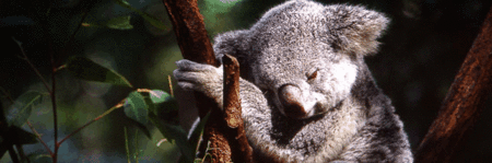 Koala and River Cruise by Mirimar Cruises - Accommodation Sunshine Coast