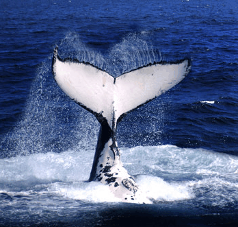 Brisbane Whale Watching - Accommodation Sunshine Coast