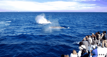 Brisbane Whale Watching - Accommodation Sunshine Coast 1