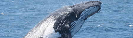 Brisbane Whale Watching - Accommodation Sunshine Coast 2