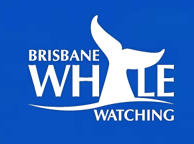Brisbane Whale Watching - Accommodation Sunshine Coast 3