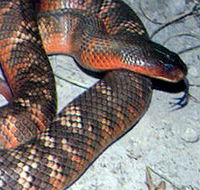 Armadale Reptile  Wildlife Centre - Accommodation Sunshine Coast