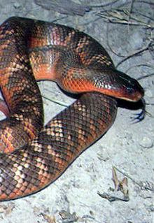 Armadale Reptile & Wildlife Centre - Accommodation Sunshine Coast 0