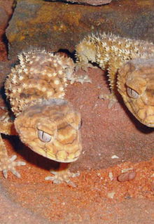 Armadale Reptile & Wildlife Centre - Accommodation Sunshine Coast 1