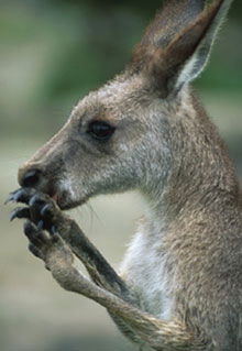 Armadale Reptile & Wildlife Centre - Accommodation Sunshine Coast 2