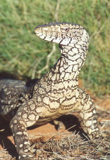Armadale Reptile & Wildlife Centre - Accommodation Sunshine Coast 3