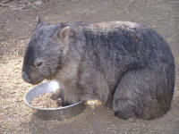 Wirrimbirra Sanctuary - Accommodation Sunshine Coast 2