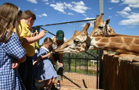 National Zoo & Aquarium - Accommodation Sunshine Coast 2