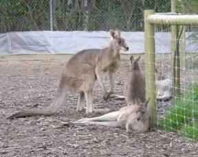 Jirrahlinga Koala & Wildlife Sanctuary - Accommodation Sunshine Coast 0
