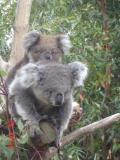 Jirrahlinga Koala & Wildlife Sanctuary - Accommodation Sunshine Coast 1