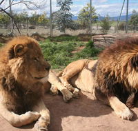 Mansfield Zoo - Accommodation Sunshine Coast