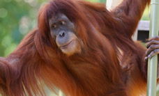 Melbourne Zoo - Accommodation Sunshine Coast 1