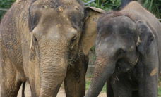 Melbourne Zoo - Accommodation Sunshine Coast 3