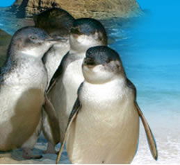 Phillip Island Penguin Parade - Accommodation Sunshine Coast 0