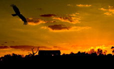 Werribee Open Range Zoo - Accommodation Sunshine Coast 1