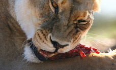 Werribee Open Range Zoo - Accommodation Sunshine Coast 2
