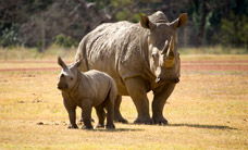 Werribee Open Range Zoo - Accommodation Sunshine Coast 3