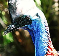 Alma Park Zoo - Accommodation Sunshine Coast