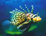 Underwater World - Accommodation Sunshine Coast 0
