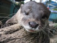 Underwater World - Accommodation Sunshine Coast 1