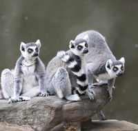 Adelaide Zoo - Accommodation Sunshine Coast