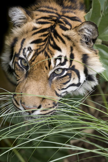 Adelaide Zoo - Accommodation Sunshine Coast 1