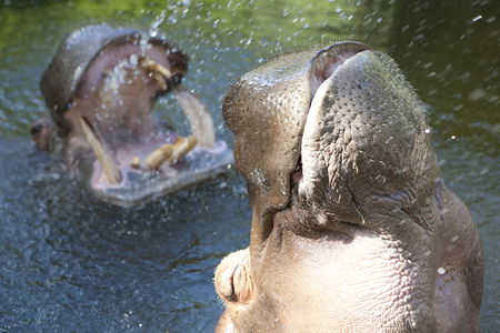 Adelaide Zoo - Accommodation Sunshine Coast 2