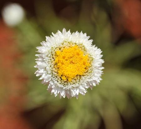 Alice Springs Desert Park - Accommodation Sunshine Coast 1