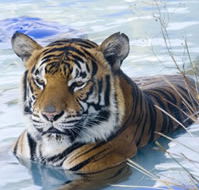 Zoo Doo Wildlife Park - Accommodation Sunshine Coast