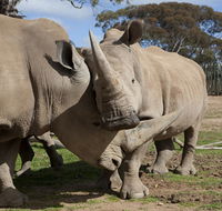 Monarto Zoo - Accommodation Sunshine Coast