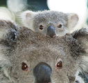Billabong Koala and Wildlife Park - Accommodation Sunshine Coast