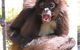 Billabong Koala And Wildlife Park - thumb 1