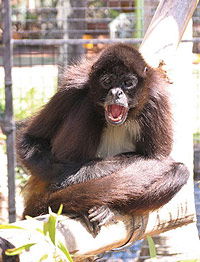 Billabong Koala And Wildlife Park - Accommodation Sunshine Coast 1