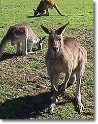 OZe Wildlife - Accommodation Sunshine Coast 1