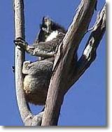 OZe Wildlife - Accommodation Sunshine Coast 2