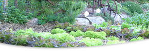 Calmsley Hill City Farm - Accommodation Sunshine Coast 1