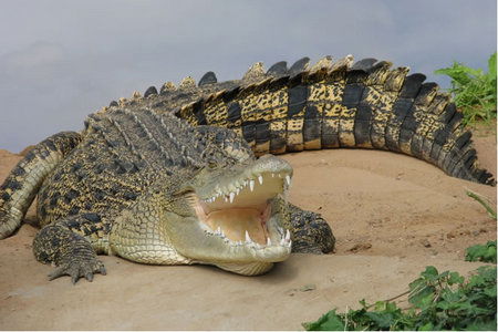 Dundee's Wildlife Park - Accommodation Sunshine Coast 0