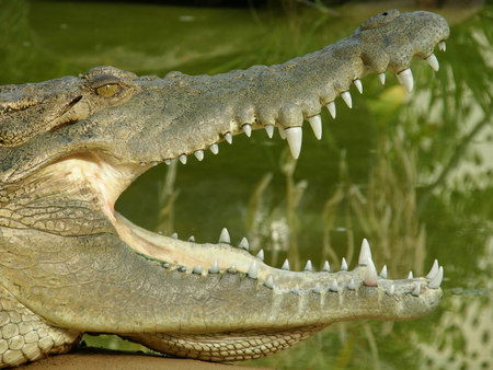 Dundee's Wildlife Park - Accommodation Sunshine Coast 1
