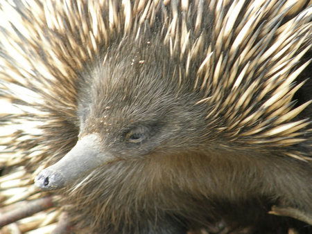 Dundee's Wildlife Park - Accommodation Sunshine Coast 3