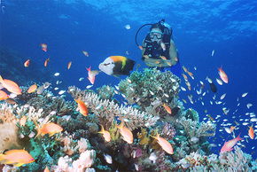 Drop Zone Dive Site - Accommodation Sunshine Coast 0