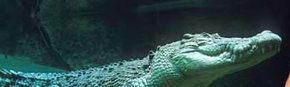 Territory Wildlife Park - Accommodation Sunshine Coast 3