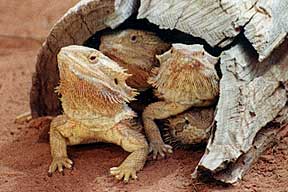 Alice Springs Reptile Centre - Accommodation Sunshine Coast 0